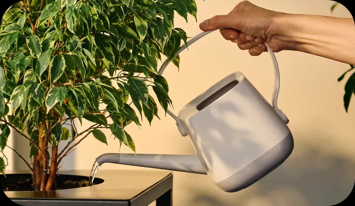 Рука поливає кімнатну рослину з білої лійки