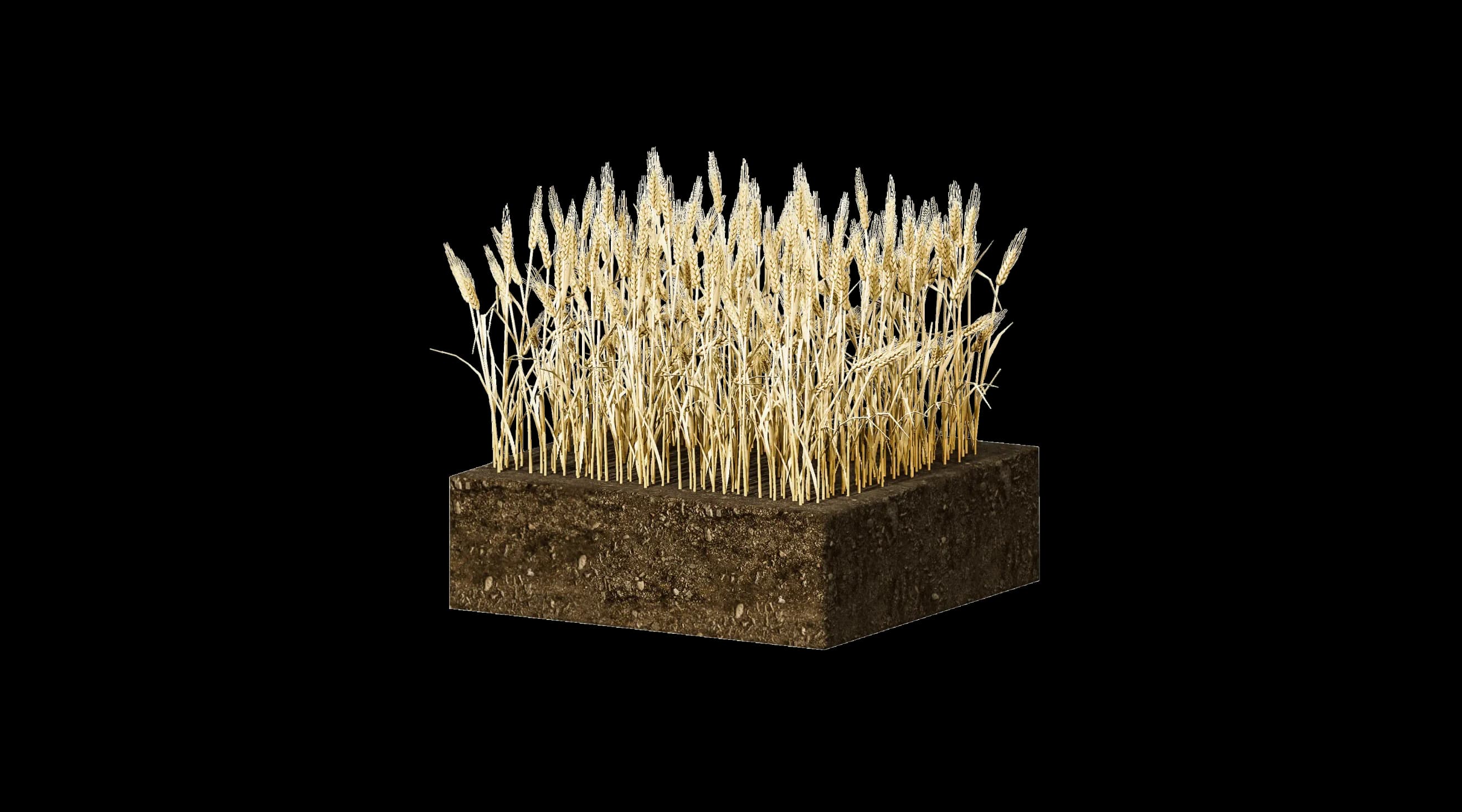 Прямокутний блок ґрунту з пучком зрілого збіжжя