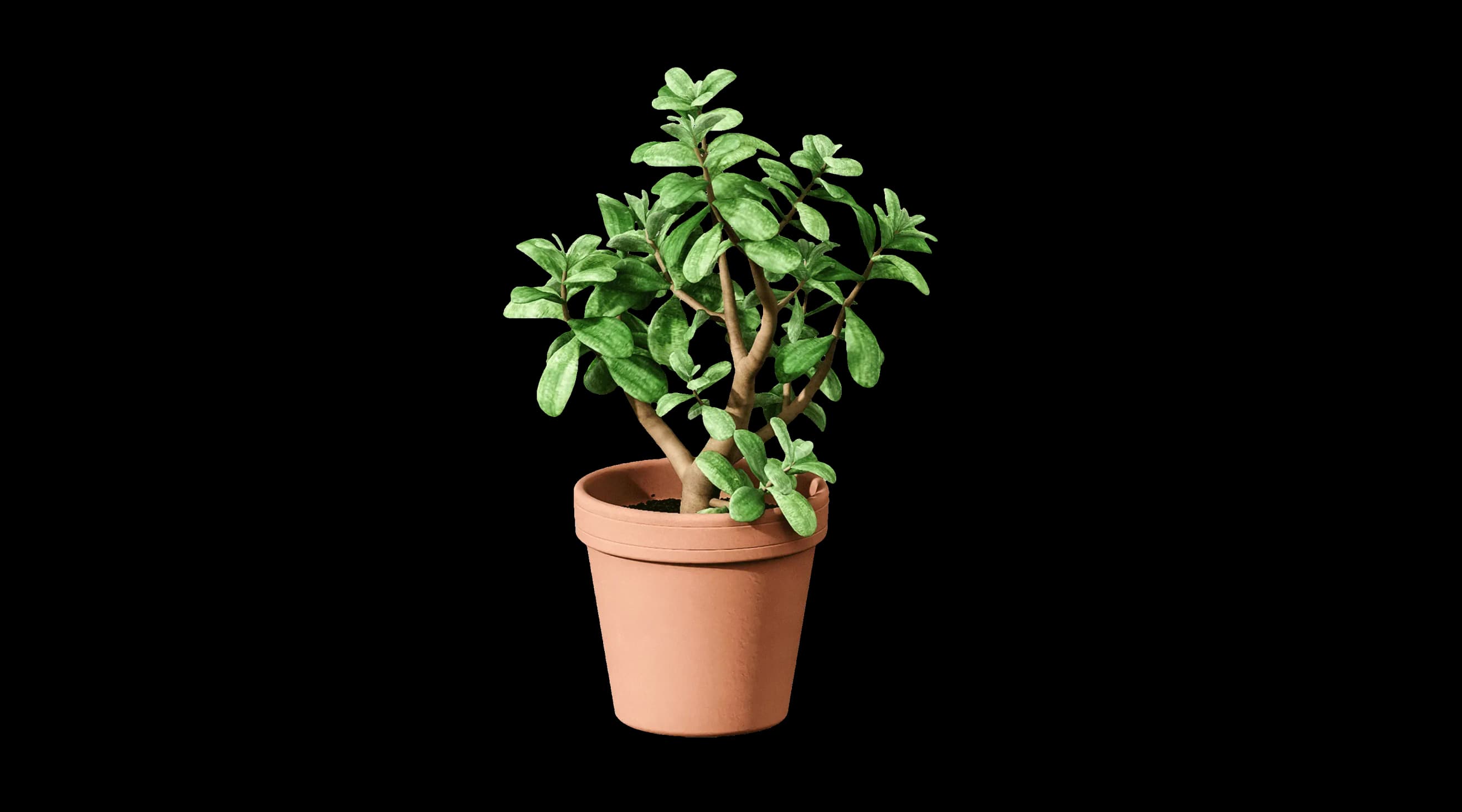 Кімнатна рослина з товстими гілками в глиняному горщику